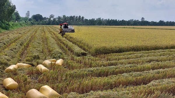 Chủ động ứng phó xâm nhập mặn để đảm bảo 10 triệu tấn lúa vụ Đông Xuân ở ĐBSCL (28/09/2023)